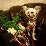 Голая Китайская хохлатая собака фото