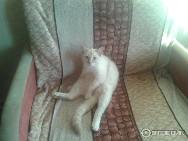 Капли успокаивающие АВЗ Фитэкс фото