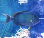 Океанариум "Морской аквариум на Чистых прудах" (Россия, Москва) фото