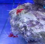 Океанариум "Морской аквариум на Чистых прудах" (Россия, Москва) фото