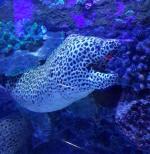 Океанариум "Морской аквариум на Чистых прудах" (Россия, Москва) фото