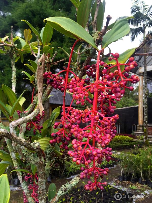 Ботанический сад Bali Botanic Garden (Индонезия, Бали) фото