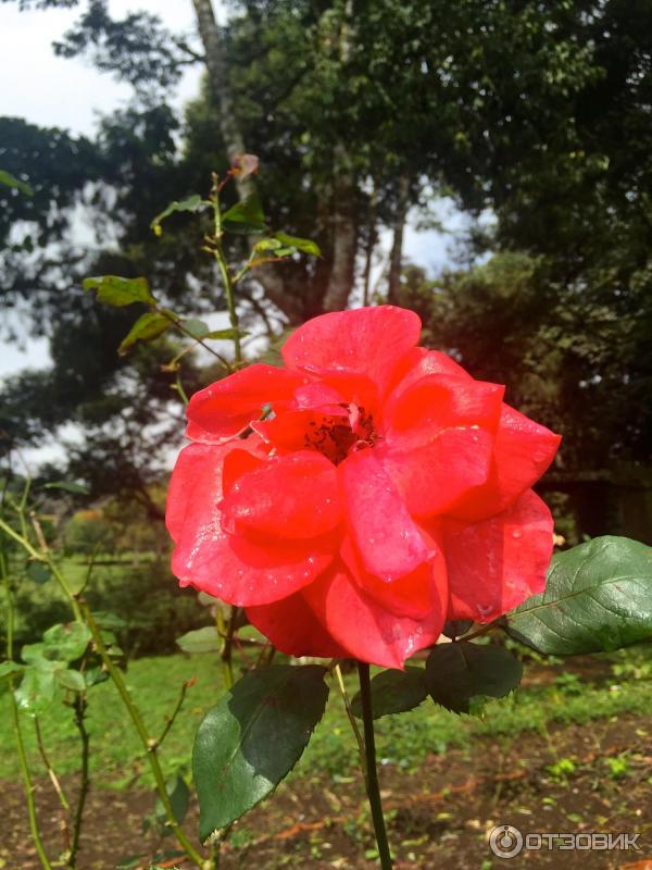 Ботанический сад Bali Botanic Garden (Индонезия, Бали) фото