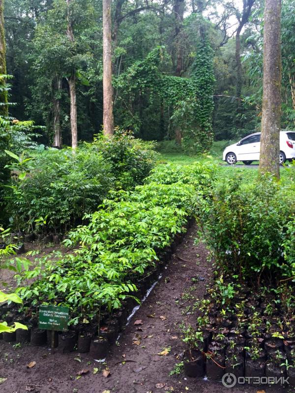 Ботанический сад Bali Botanic Garden (Индонезия, Бали) фото