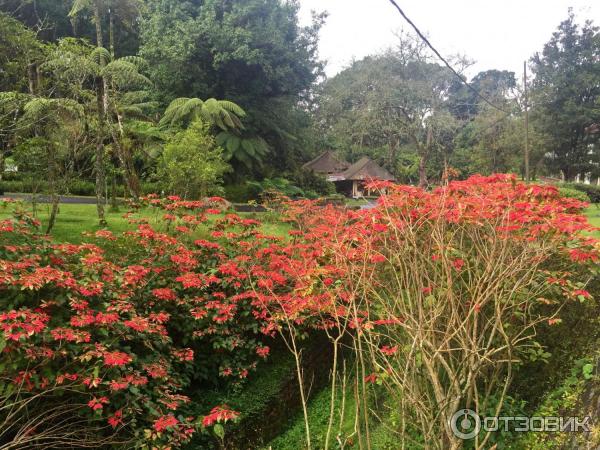 Ботанический сад Bali Botanic Garden (Индонезия, Бали) фото