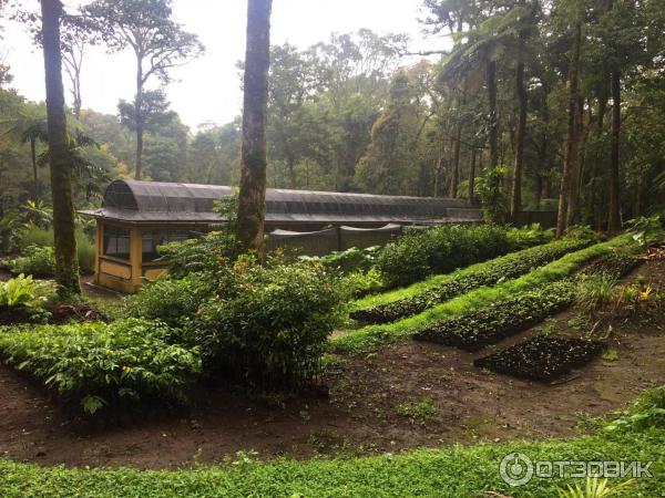 Ботанический сад Bali Botanic Garden (Индонезия, Бали) фото