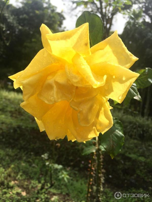 Ботанический сад Bali Botanic Garden (Индонезия, Бали) фото