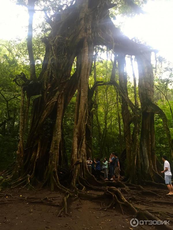 Ботанический сад Bali Botanic Garden (Индонезия, Бали) фото