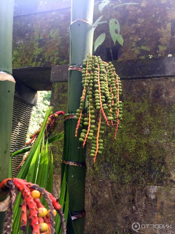 Ботанический сад Bali Botanic Garden (Индонезия, Бали) фото