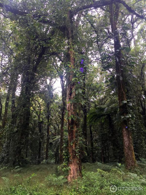 Ботанический сад Bali Botanic Garden (Индонезия, Бали) фото