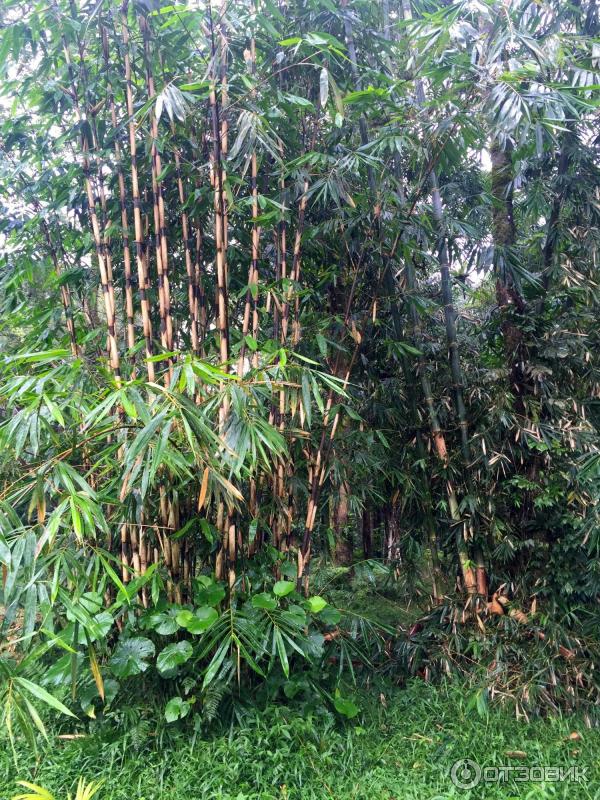 Ботанический сад Bali Botanic Garden (Индонезия, Бали) фото