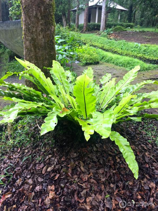 Ботанический сад Bali Botanic Garden (Индонезия, Бали) фото