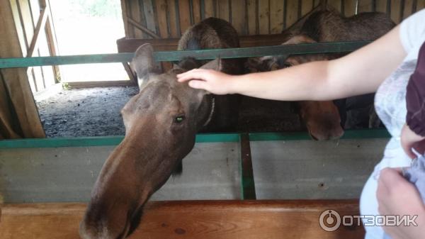 Государственный природный заказник Сумароковский (Россия, Костромская область) фото