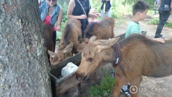 Государственный природный заказник Сумароковский (Россия, Костромская область) фото