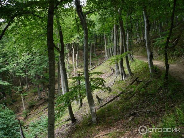 Экскурсия на гору Бештау (Россия, Железноводск) фото