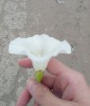 Mashutka89