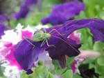 Цифровой фотоаппарат Nikon Coolpix P520 фото
