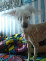 Голая Китайская хохлатая собака фото