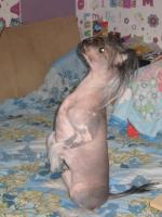 Голая Китайская хохлатая собака фото