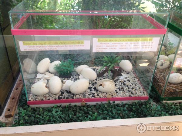 крокодиловая ферма, Пхукет