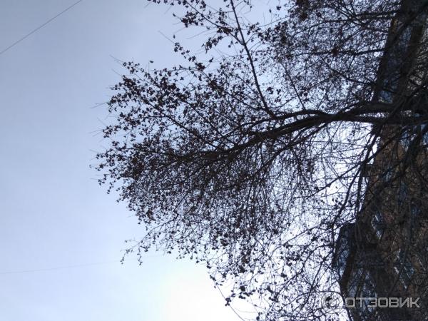 Смартфон Xiaomi Redmi 4 фото