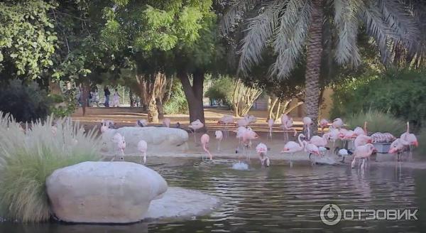 Зоопарк Аль-Айна (Al Ain Zoo) (ОАЭ, Аль-Айн) фото