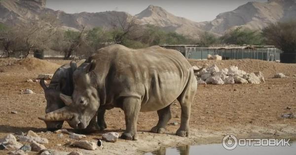 Зоопарк Аль-Айна (Al Ain Zoo) (ОАЭ, Аль-Айн) фото