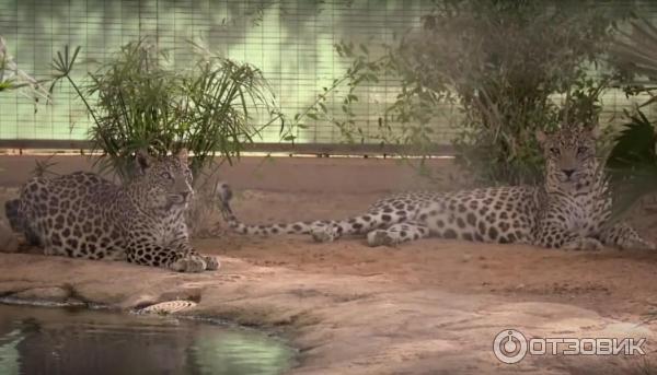 Зоопарк Аль-Айна (Al Ain Zoo) (ОАЭ, Аль-Айн) фото