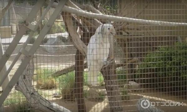 Зоопарк Аль-Айна (Al Ain Zoo) (ОАЭ, Аль-Айн) фото