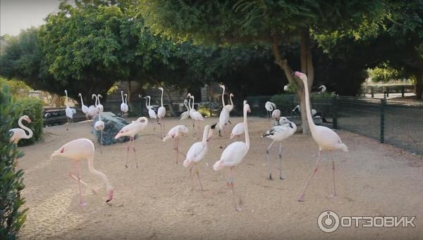 Зоопарк Аль-Айна (Al Ain Zoo) (ОАЭ, Аль-Айн) фото