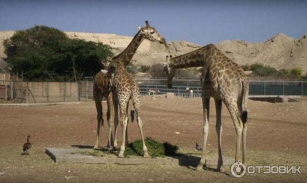 Зоопарк Аль-Айна (Al Ain Zoo) (ОАЭ, Аль-Айн) фото