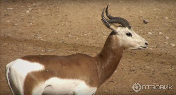 Зоопарк Аль-Айна (Al Ain Zoo) (ОАЭ, Аль-Айн) фото