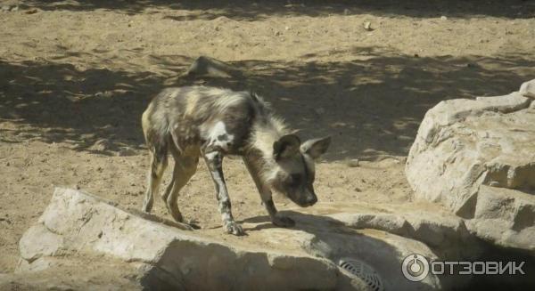 Зоопарк Аль-Айна (Al Ain Zoo) (ОАЭ, Аль-Айн) фото