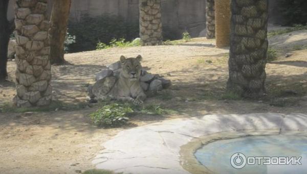 Зоопарк Аль-Айна (Al Ain Zoo) (ОАЭ, Аль-Айн) фото