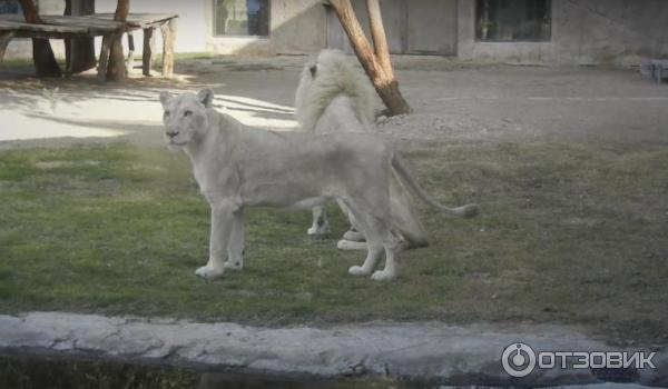 Зоопарк Аль-Айна (Al Ain Zoo) (ОАЭ, Аль-Айн) фото