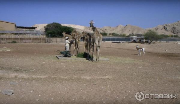 Зоопарк Аль-Айна (Al Ain Zoo) (ОАЭ, Аль-Айн) фото