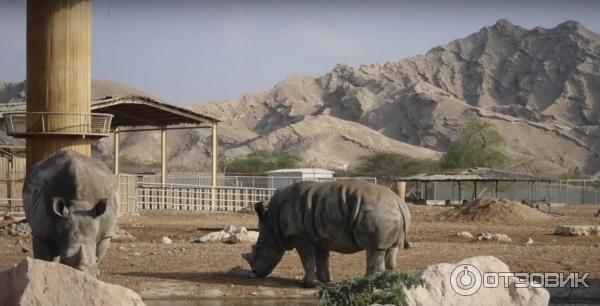 Зоопарк Аль-Айна (Al Ain Zoo) (ОАЭ, Аль-Айн) фото