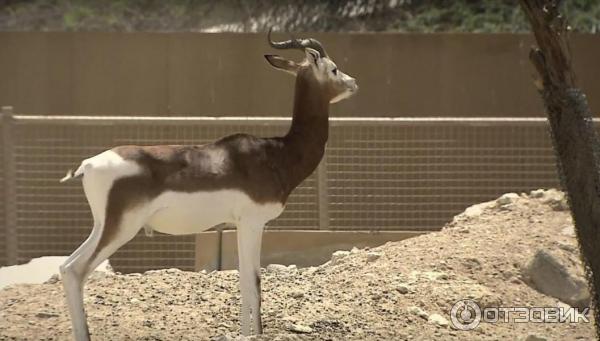 Зоопарк Аль-Айна (Al Ain Zoo) (ОАЭ, Аль-Айн) фото