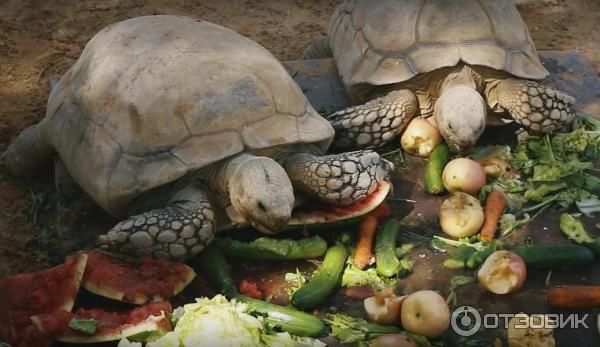 Зоопарк Аль-Айна (Al Ain Zoo) (ОАЭ, Аль-Айн) фото