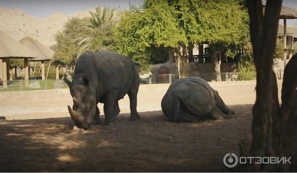 Зоопарк Аль-Айна (Al Ain Zoo) (ОАЭ, Аль-Айн) фото