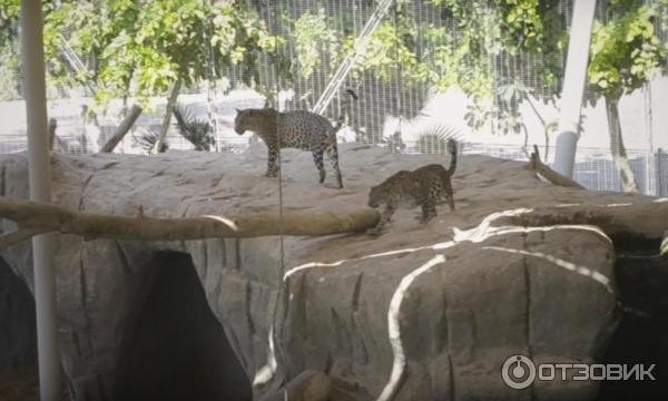 Зоопарк Аль-Айна (Al Ain Zoo) (ОАЭ, Аль-Айн) фото