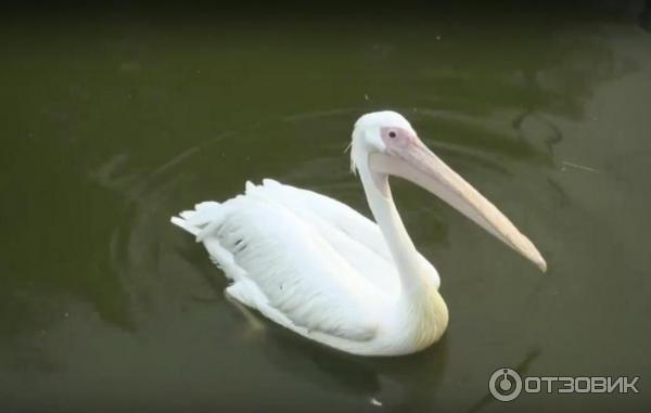 Зоопарк Аль-Айна (Al Ain Zoo) (ОАЭ, Аль-Айн) фото