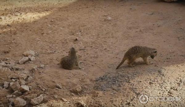 Зоопарк Аль-Айна (Al Ain Zoo) (ОАЭ, Аль-Айн) фото