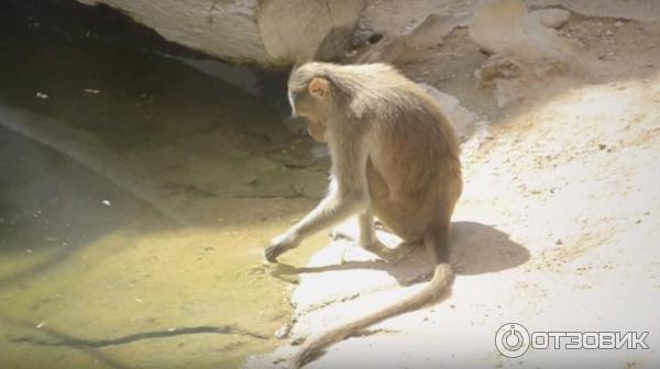 Зоопарк Аль-Айна (Al Ain Zoo) (ОАЭ, Аль-Айн) фото