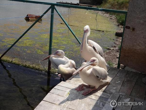 База дельфинотерапии в бухте озера Донузлав (Россия, Евпатория) фото