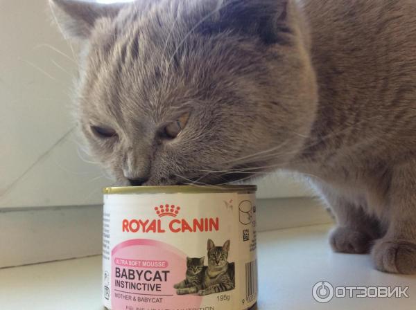 Паштет для котят Royal Canin Babycat Instinctive фото