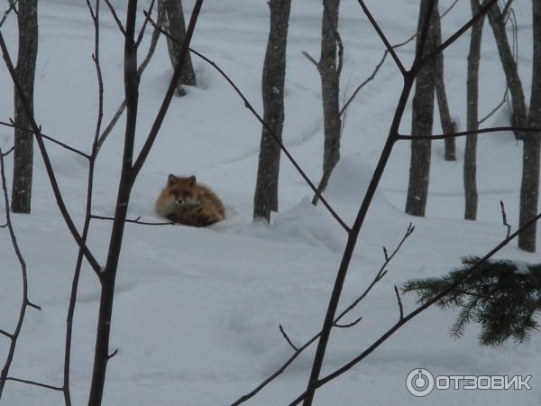 Горный воздух