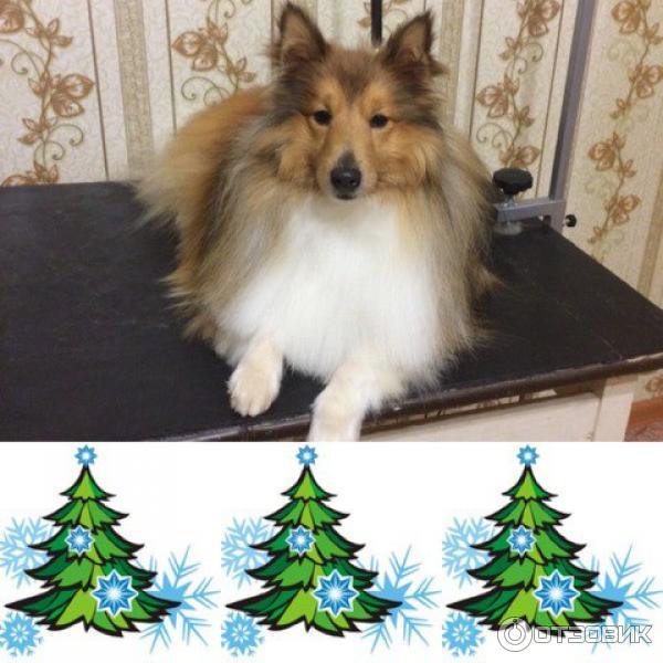 Порода собак Шелти фото