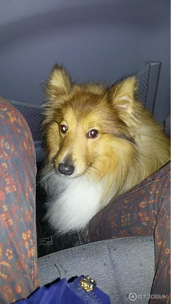 Собака шелти