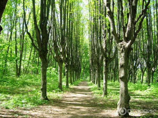 Шаровский дворцово-парковый комплекс (Украина, пгт. Шаровка) фото